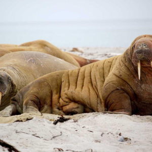 Smart Home Security Camera