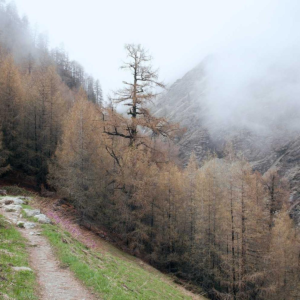 SmartBlend Pro Blender